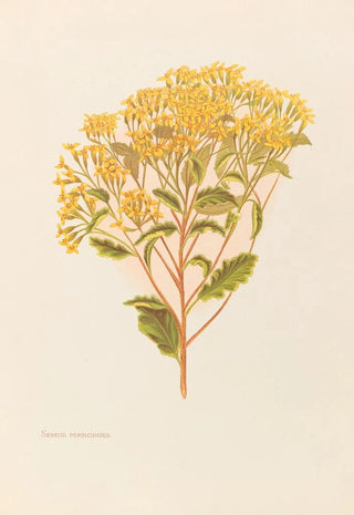 Georgina Burne Hetley - Senecio Perdicioides.webp