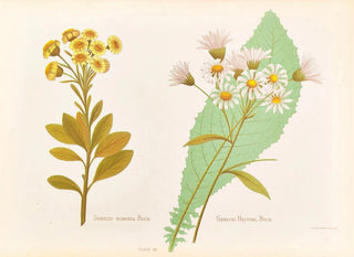 Georgina Burne Hetley - Senecio Robusta Senecio Hectori.webp