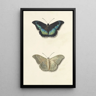 Georgius Jacobus Johannes van Os - Boven en onderaanzicht van een vlinder.webp