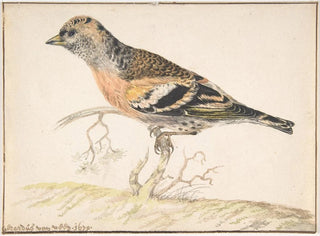 Gerardus van Veen - Bramling Fringilla Montifringilla.webp