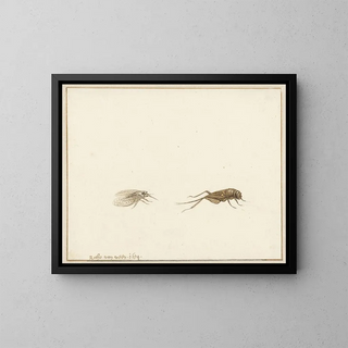 Gerardus van Veen - Twee insecten.webp