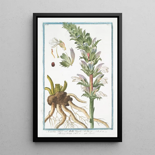 Giorgio Bonelli - Acanthus sativus vel Mollis Virgilii Branca Ursina Acante Bears Breeches.webp