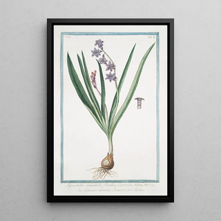 Giorgio Bonelli - Hyacintus orientalis floribus Caeruleis Giancinto turchino Semplice Iacinthe Garden Hyacinth.webp