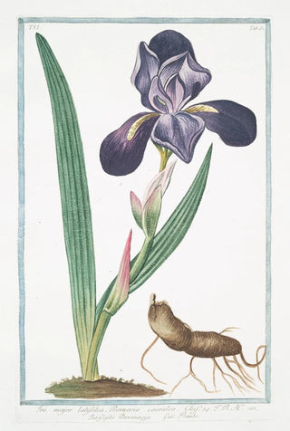 Giorgio Bonelli - Iris major latifolia Romana caerulea Giglio Pavonazzo Flambe Tall bearded Iris.webp