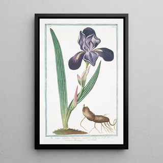 Giorgio Bonelli - Iris major latifolia Romana caerulea Giglio Pavonazzo Flambe Tall bearded Iris.webp