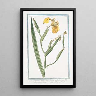 Giorgio Bonelli - Iris palustris lutea sive Acorus adulterinus Acoro falso LIris ou Flambe Yellow giglio.webp