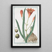Lilio Asphodeluspheniceus Lilium rubrum Asfodelo con il fior di Giglio Lys Asphodele - Giorgio Bonelli — indrammet kunstværk på væggen