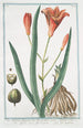 Lilio Asphodeluspheniceus Lilium rubrum Asfodelo con il fior di Giglio Lys Asphodele - Giorgio Bonelli — visning af kunstværket