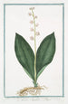 Lilium Convallium latifolium flore pleno variegato Fioraliso o Mughetto Muguet - Giorgio Bonelli — visning af kunstværket