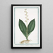 Lilium Convallium latifolium flore pleno variegato Fioraliso o Mughetto Muguet - Giorgio Bonelli — indrammet kunstværk på væggen