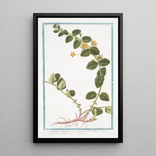 Giorgio Bonelli - Lysimachia humifusa folio rotundiore flore luteo Corneille Loosestrife.webp