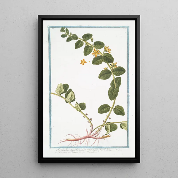 Giorgio Bonelli - Lysimachia humifusa folio rotundiore flore luteo Corneille Loosestrife.webp