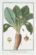Mandragora fructu rotundo Mandragora maschio Mandragore - Giorgio Bonelli — visning af kunstværket