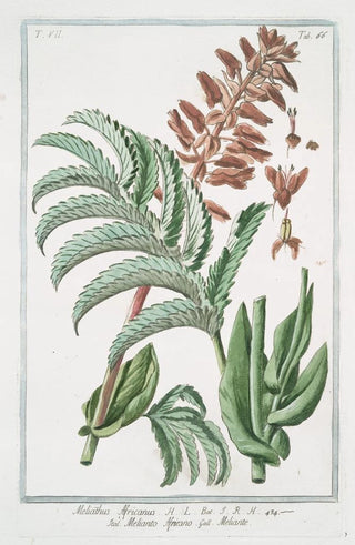 Giorgio Bonelli - Melianthus Africanus Melianto Africano Meliante.webp