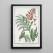 Melianthus Africanus Melianto Africano Mélianthe - Giorgio Bonelli — indrammet kunstværk på væggen