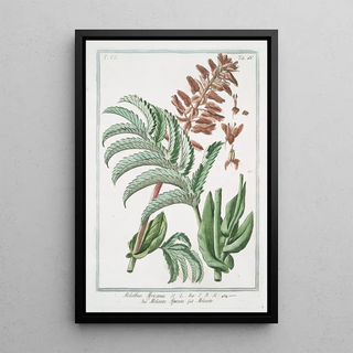 Giorgio Bonelli - Melianthus Africanus Melianto Africano Meliante.webp