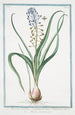 Muscara arvense latifolium coma caerulea Musari torchino Muscari - Giorgio Bonelli — visning af kunstværket