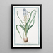 Muscara arvense latifolium coma caerulea Musari torchino Muscari - Giorgio Bonelli — indrammet kunstværk på væggen