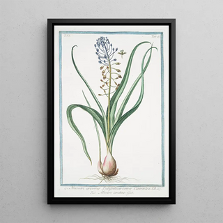 Giorgio Bonelli - Muscara arvense latifolium coma caerulea Musari torchino Grape hyacinth.webp