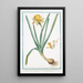 Narcissus flavus tubo oblongo rotundo in margine fimbriato Trombone Narcisse jaune - Giorgio Bonelli — indrammet kunstværk på væggen