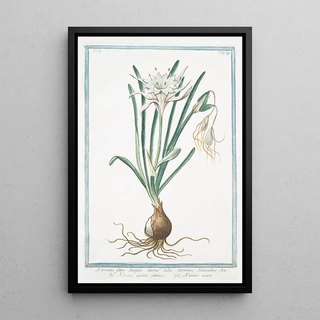 Giorgio Bonelli - Narcissus flore simplici lacteo tubo maximo staminibus sex Narcisso marino odoroso Narisse marin.webp