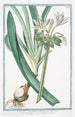Narcissus maritimus Pancratzio Narcisse marin - Giorgio Bonelli — visning af kunstværket