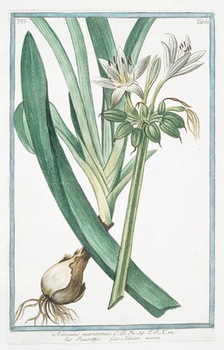 Giorgio Bonelli - Narcissus maritimus Pancratzio Narcisse marin Sea daffodil.webp