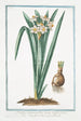 Narcissus montanus flore lacteo cratere flavo Tazzetta di Prato Narcisse - Giorgio Bonelli — visning af kunstværket