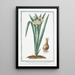 Narcissus montanus flore lacteo cratere flavo Tazzetta di Prato Narcisse - Giorgio Bonelli — indrammet kunstværk på væggen