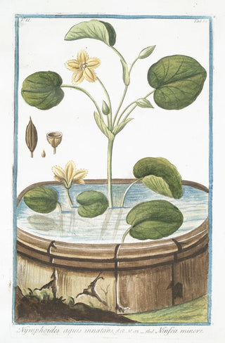Giorgio Bonelli - Nymphoides aquis innatans Ninfea minore Water lily.webp
