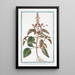 Ocimum foliis ex viridi violaceis dentatis floribus suave rubentibus Basilico sanguigno Basilic - Giorgio Bonelli — indrammet kunstværk på væggen