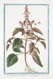 Ocimum foliis ex viridi violaceis dentatis floribus suave rubentibus Basilico sanguigno Basilic - Giorgio Bonelli — visning af kunstværket