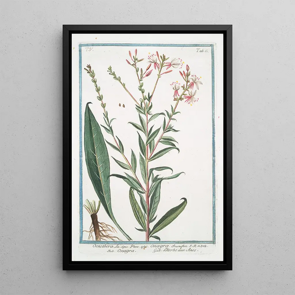 Giorgio Bonelli - Oenothera Onagra LHerbe aux Anes Evening Primerose Sundrops Suncups.webp