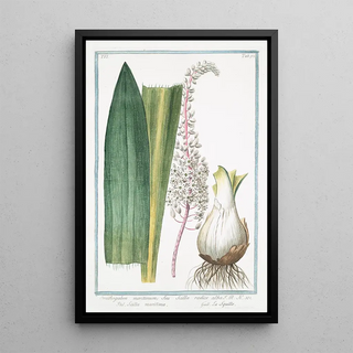 Giorgio Bonelli - Ornithogalum maritimum seu Scilla radice alba Scilla maritima La Sqiulle StarofBethlehem from the sea.webp