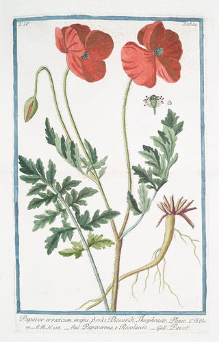 Giorgio Bonelli - Papaver erraticum majus poras Dioscordi Theophrasto Plinio Papaverone e Rosolaccio Pavot Opium poppy.webp