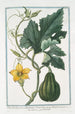Pepo fructu parvo Pyriformi Cucurbita aspera Pyriformis parva Citrouille - Giorgio Bonelli — visning af kunstværket