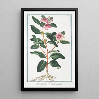 Giorgio Bonelli - Pervinca vulgaris latifolia flore roseo Vincapervinca Grande Pervenche Greater Periwinkle.webp