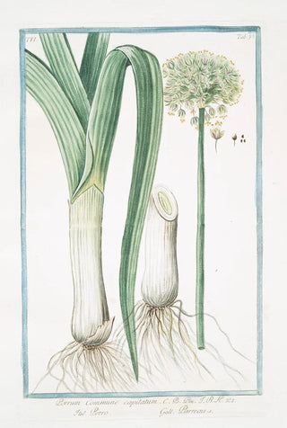 Giorgio Bonelli - Porrum commune capitatum Porro Porreau Leek.webp