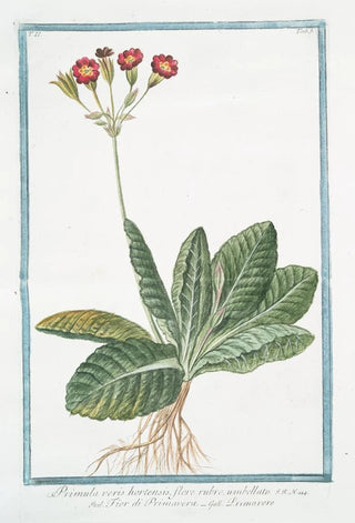 Giorgio Bonelli - Primula varis hortensis flore rubro umbellato Fior di Primavera Primavere.webp