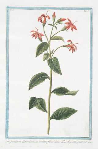 Giorgio Bonelli - Rapuntium Americanum coccineo flore lineis albis eleganter picto.webp