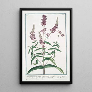 Giorgio Bonelli - Salicaria vulfgaris purpurea foliis oblongis Salicaria spicata e Lysimachia spicata Salicaire Purple Loosetrife.webp