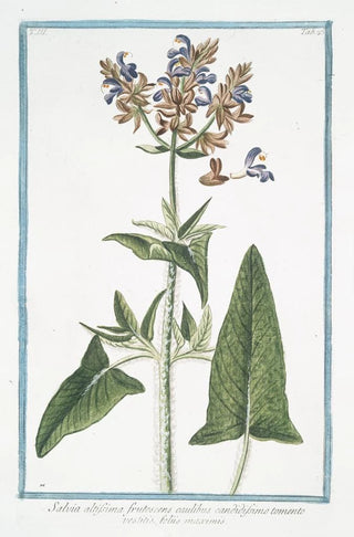 Giorgio Bonelli - Salvia altissima frutescens caulibus candidissimo tomento vestitis foliis maximis Tallest Sage.webp