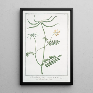 Giorgio Bonelli - Securidaca lutea major Sicuridaca.webp