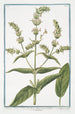 Sideritis Montis Libani med hvide blomster Siderit maff Crapaudine Bjergte - Giorgio Bonelli — visning af kunstværket