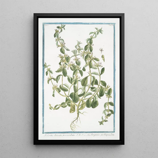 Giorgio Bonelli - Sideritis hirsuta procumbens Stregpmoa Crapaudine.webp