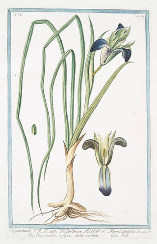 Giorgio Bonelli - Sisryrinchium Irisbulbosa Hort Hermodactylus Ermodattilo o fiore della vedoua Iris Blue eyed grass.webp