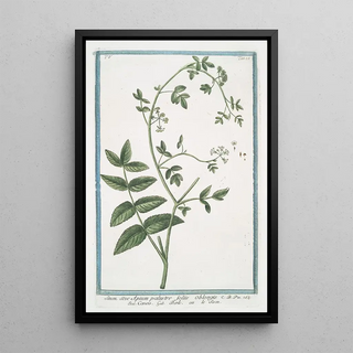 Giorgio Bonelli - Sium sive Apium palustre foliis oblongis Caneo Berle ou le Sison Water parsnip.webp