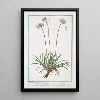 Giorgio Bonelli - Statice montana minor Statice e Garofoletti montani Le Behen rouge Alpine armory.webp