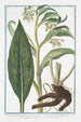 Symphytum Consolida majeure à fleur blanche ou jaune pâle dite femelle Grande Consoude Consoude commune - Giorgio Bonelli — visning af kunstværket
