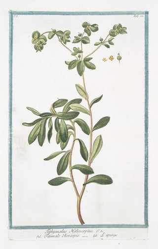 Giorgio Bonelli - Tithymalus Helioscopius Titimalo Elioscopio Lpurge Wart weed.webp
